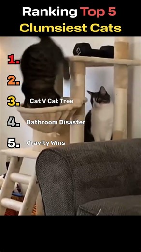 Ranking Top 5 Clumsiest Cats #shorts