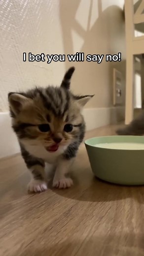 Irresistibly Cute Kittens: Will You Say No?