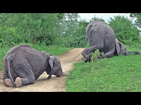 Drunk Elephants in The Road