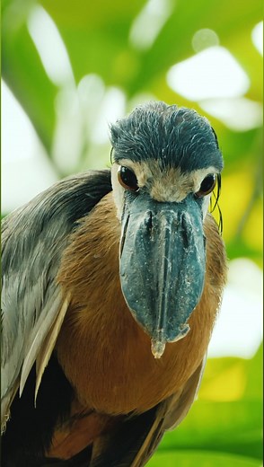 Lurking in the mangrove swamps of Central and South America is a nocturnal bird known as the boat-billed heron (Cochlearius cochlearius). These birds tend to hunt by lunging at fish or scooping the surface of the water with their bills — which are uniquely shaped for this method of capture. #science #birds | Science Channel