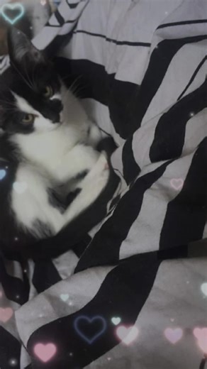 Vidéos de Christophe Fontaine (@christophefontaine1d) avec son original - Christophe Fontaine