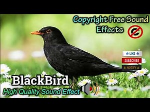 Blackbird Sound Effect | High Quality Birds Sound | NCS Effects | Royalty Free #soundeffect
