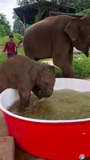 Baby Elephant Dashes Into Pool Tub for Joyful Splash