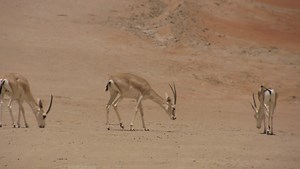 4.5M views · 10K reactions | Deep within the Rub’ al-Khali, we supported one of the Kingdom’s native species in its return to its natural habitat Learn more https://bit.ly/3TLMK26 #aramco | aramco | Facebook