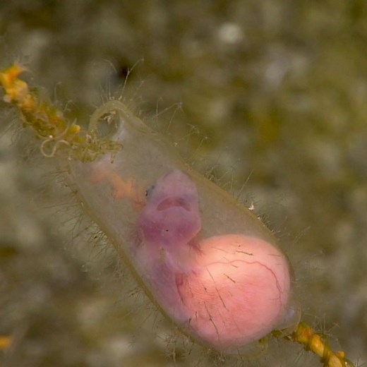 Baby shark! This rare new NOAA footage shows a catshark embryo wiggling inside its egg case, attached to coral off Puerto Rico. The find "tells us a lot about how important deep-sea corals are as nursery habitats for fishes and other organisms," NOAA Office of Ocean Exploration and Research scientists said. | Pew Environment