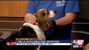 Pet of the week: Bella is a sweet Beagle who needs a forever home