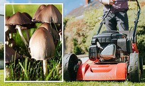 Amanda Owen asks foraging expert about 'safe' mushrooms