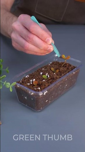Easy urban gardening ideas: Grow plants in lemon 🌱
