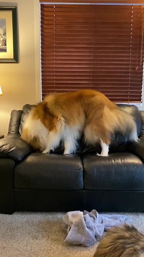 Border Collie vs Rough Collie: A Comparison