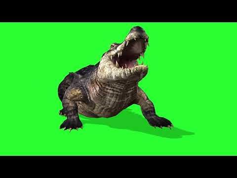 Amazing Crocodile 3D Animation - Free Green Screen
