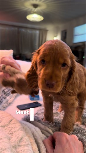 Cocker Spaniel Puppy Journey: Meet Lexi at 10 Weeks