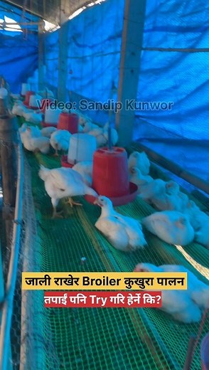 3.6K views · 2K reactions | सोतर राखेर (Deep Litter) गरिने भन्दा यो...