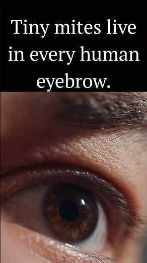 Tiny mites live in every human eyebrow