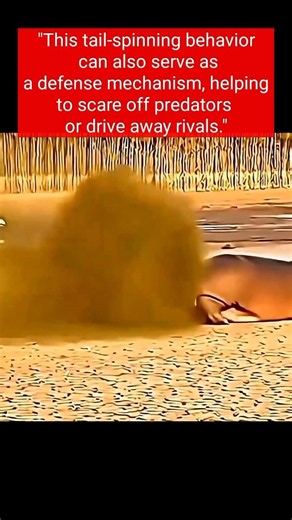 Why Does This Animal Spin Its Tail? The Reason Is Incredible!