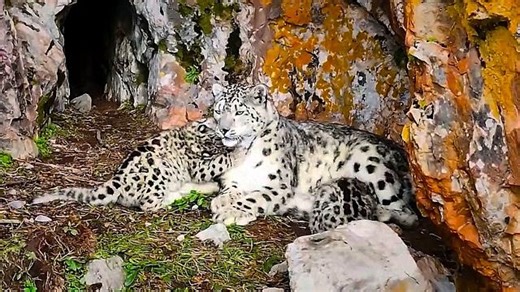 Rare footage shows snow leopard playing with cubs in China