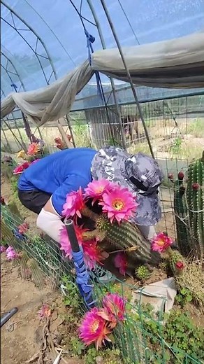 Harvesting Beautiful Cactus Plants at the Farm (Relaxing Video) 🌵