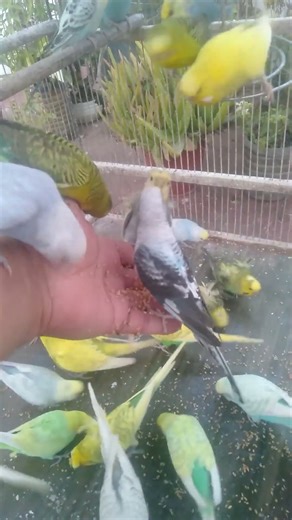 Cozy Calm Under Arctic Sky 🌌🕯️ #HyggeSilent #RelaxScene