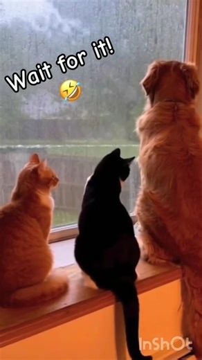 Dramatic cats & dogs acting like TV stars ✨ #cats#dogs#petlovers #dramaticpets#foryou