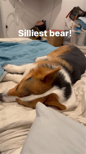 3.4K views · 78 reactions | Bonzo bear is a mama’s boy for sure. Corgis are unique dogs. They are kinda lap dogs but kinda pack dogs too. They are often called assholes for their stubbornness but I thinks it’s intelligence and nondog like personalities. Most of the time, they are treated like kids, and tend to take on bratty behavior. We’re training this guy now so let’s hope he develops well! #corgisofinstagram #teambonzo #ilovecorgis | Three Corgis | Facebook