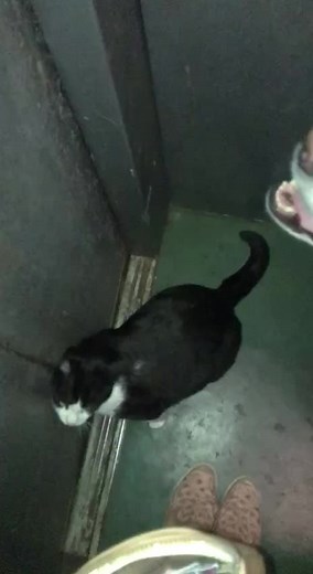 #cat