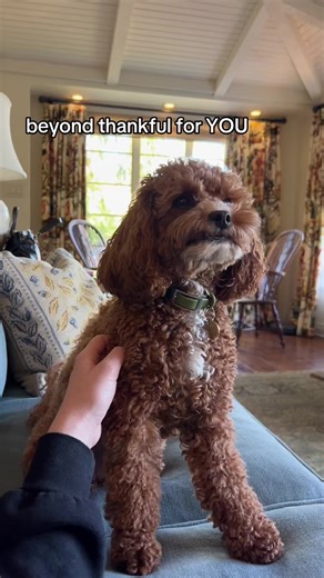 my cavapoo has my whole heart