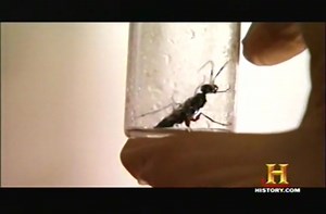 Jewel wasp vs. Cockroach.