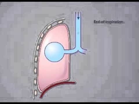 alveolar pressure changes during inspiration and expiration