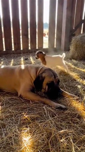 a baby goat find a comfortable place to sleep on a dog #dogvideos #animals #puppyoftheday