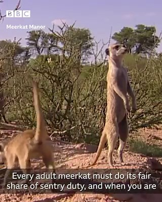 Baby Meerkats | Meerkat Manor