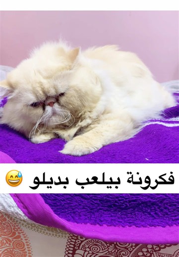 لما القط بتاعك يغفلك😅 #fyp #Capcut #funny #shorts #reels #cat #funnytiktok #short #اكسبلور #fun #explore #fypシ゚viral🖤tiktok #fypp #reel #cats #cats #animal #قطط
