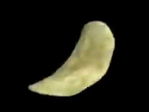 CHIP SPINNING 10 HOURS