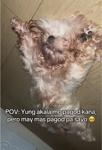 Shih Tzu Plays Outside: A Fun Dog Adventure