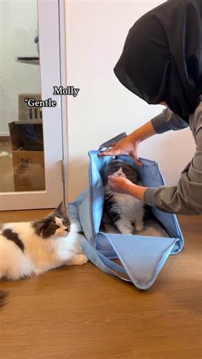 Groom | Compete | Inspire on Instagram: "Molly is our salon mascot — calm, experienced, and helps nervous client cats feel safe #CatsGarageSG #catbehaviour #FearFreeGrooming #CatGroomerLife #GentleHandling"