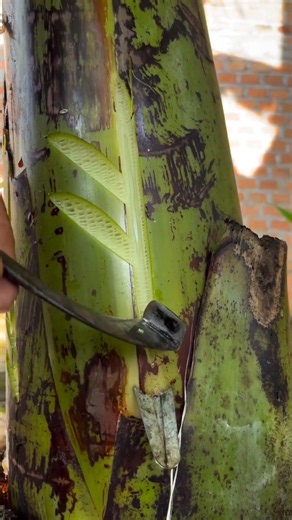 Amazing Banana Tree Art 🍌🎨 | Stem Carving DIY
