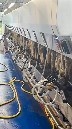 A look back at this impressive double 16 BouMatic Rapid Exit parlour in the Clyde Valley, Scotland.🏴 | Grasstec