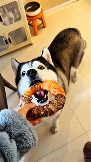 Dad gave everyone one chicken ring each. 🐕🍗 #shorts #viral #trending