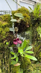 2.1K views · 3.5K reactions | A pair of comfy loafers?! Nope, this is a miniature orchid! (What a surprise huh? ) Bulbophyllum frostii is very well known amongst orchid afficionados, but that doesn’t mean it’s not worth sharing! A fun, creeping cool-growing orchid you definitely should have in your miniature orchid collection 殺 #bulbophyllum #orchidflower #miniatureorchid #orchid #orchids | Tropiscape Orchids | Facebook