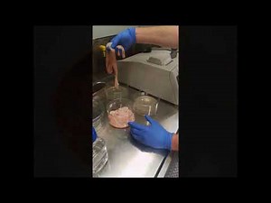 Decellularization of a porcine small intestine for the use as a wound healing Scaffold