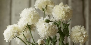 Secrets to Establishing Poppies - Fruition Seeds