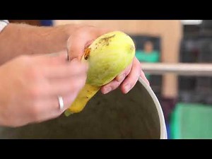 Cleaning and Washing Squash