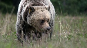 female-bear-shows-young-male-how-mating-season-is-done-in-the-rockies