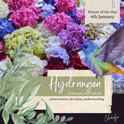 🌸 Flower of the Day - 9th January 🌸 Hydrangea (Hydrangea macrophylla) The Language of Flowers: Perseverance • Devotion • Understanding Today’s flower is the Hydrangea, a companion for those willing to stay with what matters. It speaks of devotion that deepens over time and understanding that grows through effort and curiosity. Perseverance here is not stubbornness, but a gentle, steady commitment to learning and becoming. 🌍 Origin Hydrangea macrophylla is native to coastal regions of Japan, w