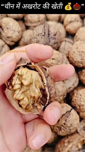 Walnut Farming in China 💰🌰 #shorts