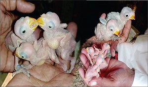 44K views · 2K reactions | indian Ringneck parrots & Raw Parrots Breedings Progress 40 Chick MASHAALLAH Saeed Nolateya Setups | All Birds Breedings & Care Tips | Facebook