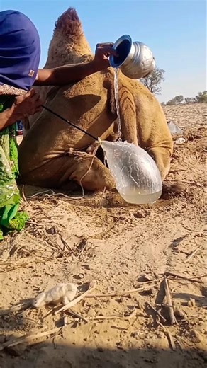 ماذا يحدث تحت الجمل؟ صوت عجيب!