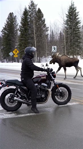 Who do you think wins: Motorcycle vs Moose? #Wildlife