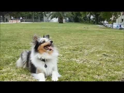 Amazing Sheltie Tricks - Positive Trainning