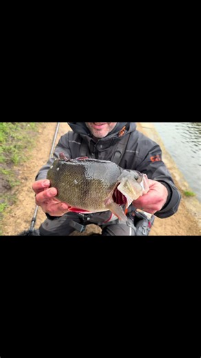 Epic Perch Fishing Adventure in the UK