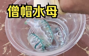 切勿模仿！我把僧帽水母捏爆了