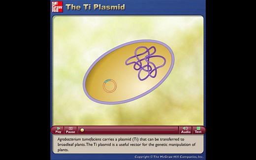 Ti质粒-The Ti Plasmid-动画